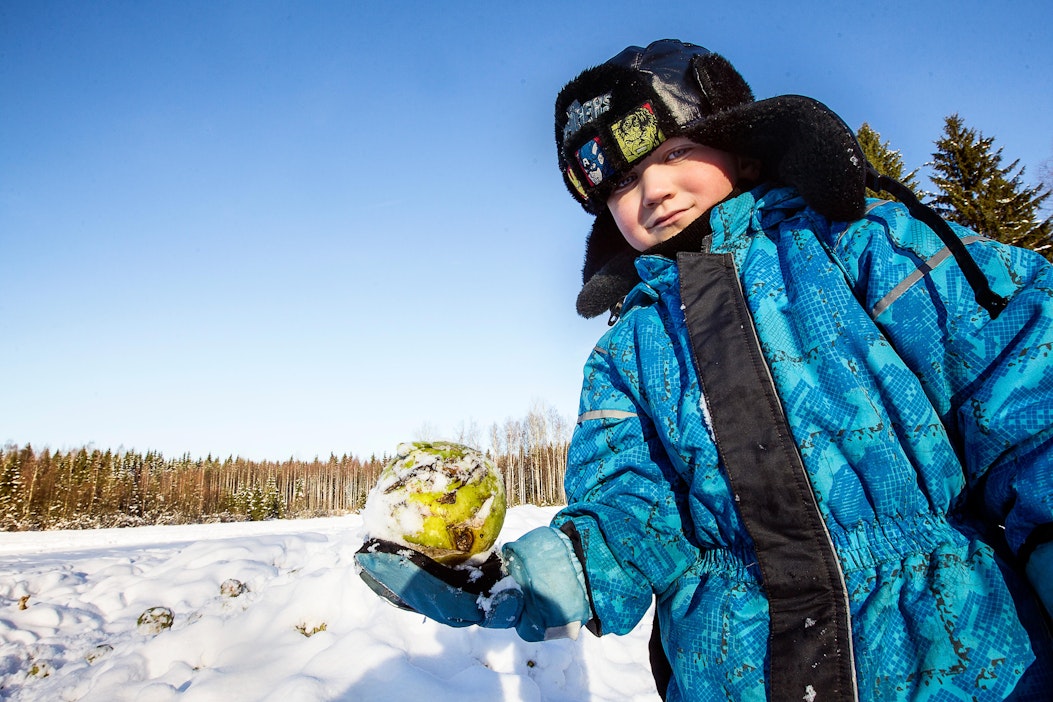 Asla Välimäki on kaivanut esiin lumesta riistaa varten kasvatetun kyssäkaalin.