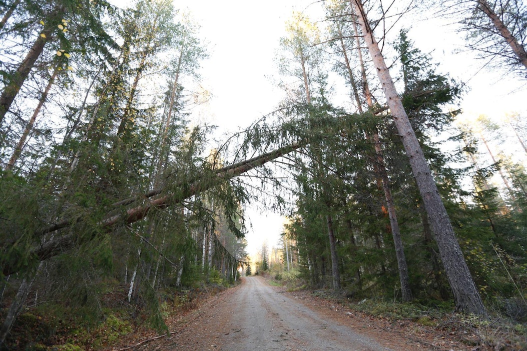 Myrskytuhoja viimesyksyisen Valio-myrskyn jäljiltä.