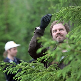 Luonnontuotealan yritys Yrttipaja kouluttaa kerääjänsä itse. Perustaja Petri Koivisto järjesti viime tiistaina Eurassa kuusenkerkkien poimintaillan kunnan luomusertifioidussa metsässä.
