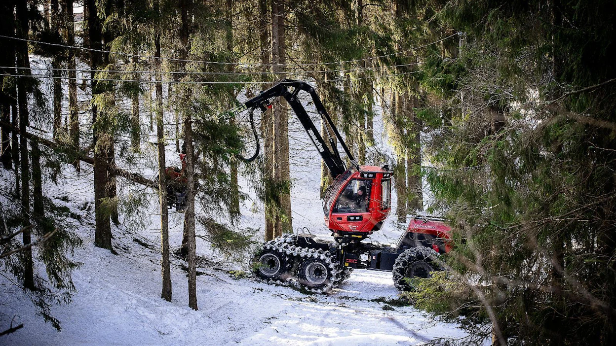 Kuusi on tärkein kantorahan tuoja. Viime viikolla otetussa kuvassa puuta korjattiin liito-oravan elinympäristöä huomioiden Hämeenkoskella.