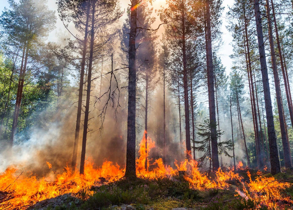 Maastopalot voivat vapauttaa ikiroudan sulamisen jälkeen huomattavia määriä hiiltä ilmakehään. Tämä kuva on ennallistamiskulotuksesta.