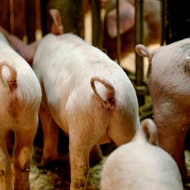 Suomalaisten sikojen saparoja ei ole typistetty toisin kuin monissa muissa EU-maissa.