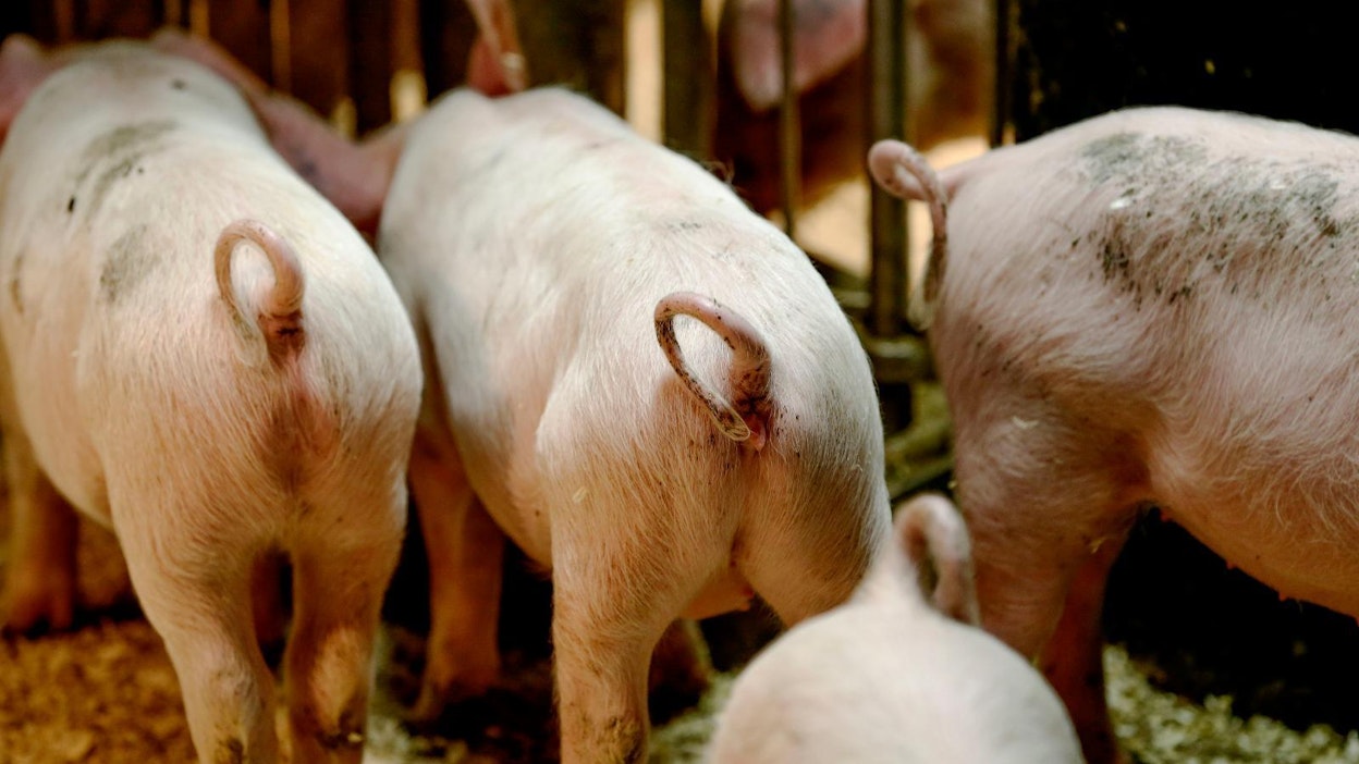 Suomalaisten sikojen saparoja ei ole typistetty toisin kuin monissa muissa EU-maissa.