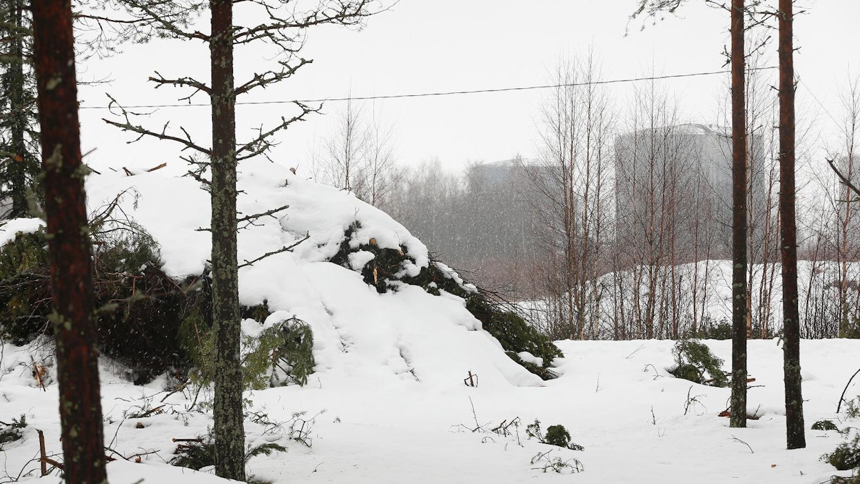 Kiinalainen Kaidi kaavailee Kemiin biopolttoainetehdasta.