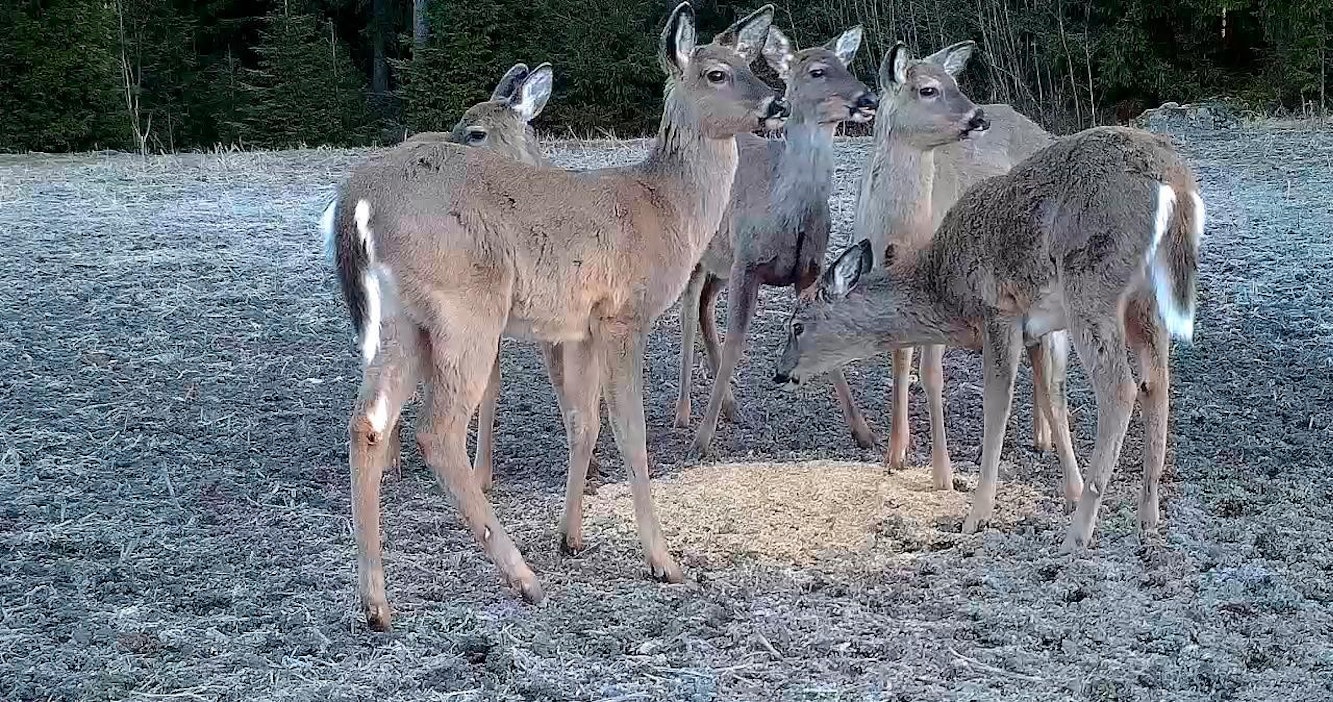 Valkohäntäpeuroja ruokailemassa viime tammikuussa Huittisissa.