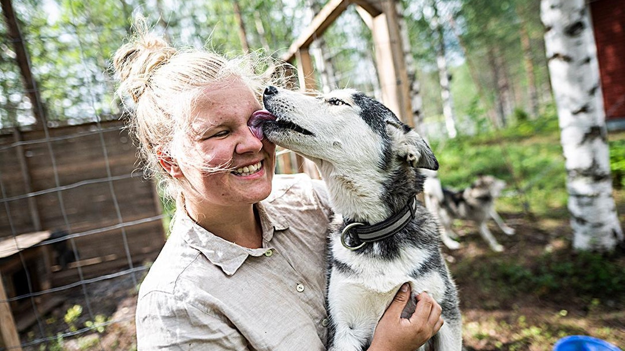 Husky Nunas ja muut koirat sekä hevoset pitävät Laenlammen tilan emännän Suvi Mähösen kiireisenä.