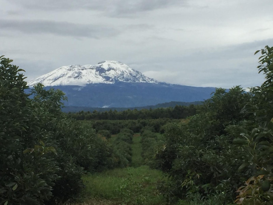 Kilimanjaron alue sopii luontaisesti hyvin avokadojen tuotantoon.