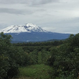 Kilimanjaron alue sopii luontaisesti hyvin avokadojen tuotantoon.