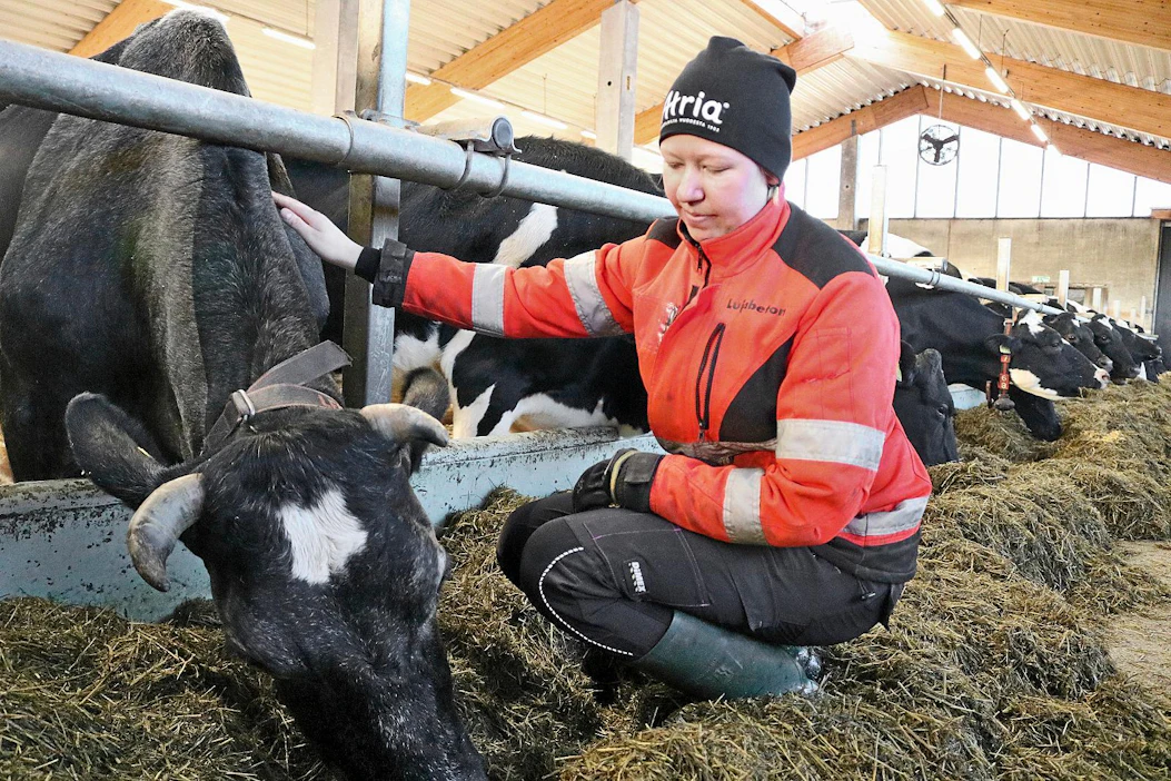 Päivi Rönkkö kertoo opetelleensa tilan kaikki työt karjanhoidosta konehommiin. Hän kokee tärkeäksi, että kaikki tekevät kaikkea, mutta jokaisella on kuitenkin omat vastuualueensa.