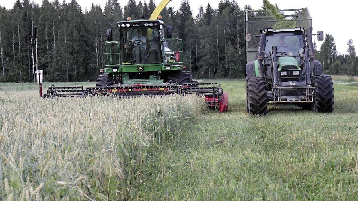 Vankka Annina-vehnän ja Karita-herneen seos nousee kyytiin kahdeksan kilometrin tuntivauhtia. Herneen ja viljojen seoksesta saadaan valkuaispitoista ja maittavaa rehua. Kokoviljasäilörehusta voidaan odottaa osaratkaisua maatamme riivaavaan valkuaisrehun matalaan omavaraisuuteen.