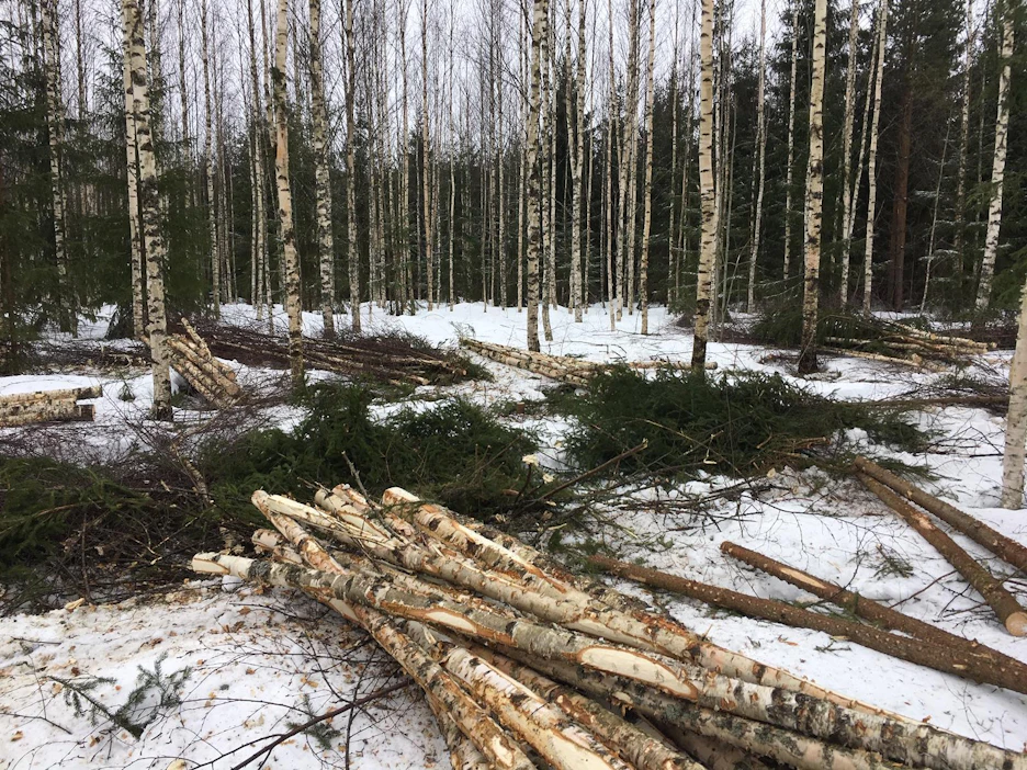 Luonnonvarakeskuksen mukaan myös kuitupuun hinnat nousivat viime vuonna pitkästä aikaa selvästi.