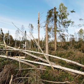 Voimakas syöksyvirtaus tuhosi metsää Oulun seudulla elokuussa 2016.