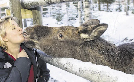 Susanna Partion hoidokit ovat Suomen ainoita yksityisomistuksessa olevia kesyhirviä. ”Aivan ihania tyttöjä nämä ovat!” Partio toteaa hellyydenkipeästä Helenasta ja tämän Annikki-toverista. Osa tarhasta on valaistu, mutta osa jää pimeäksi piilopaikaksi hirville. Antti Savolainen