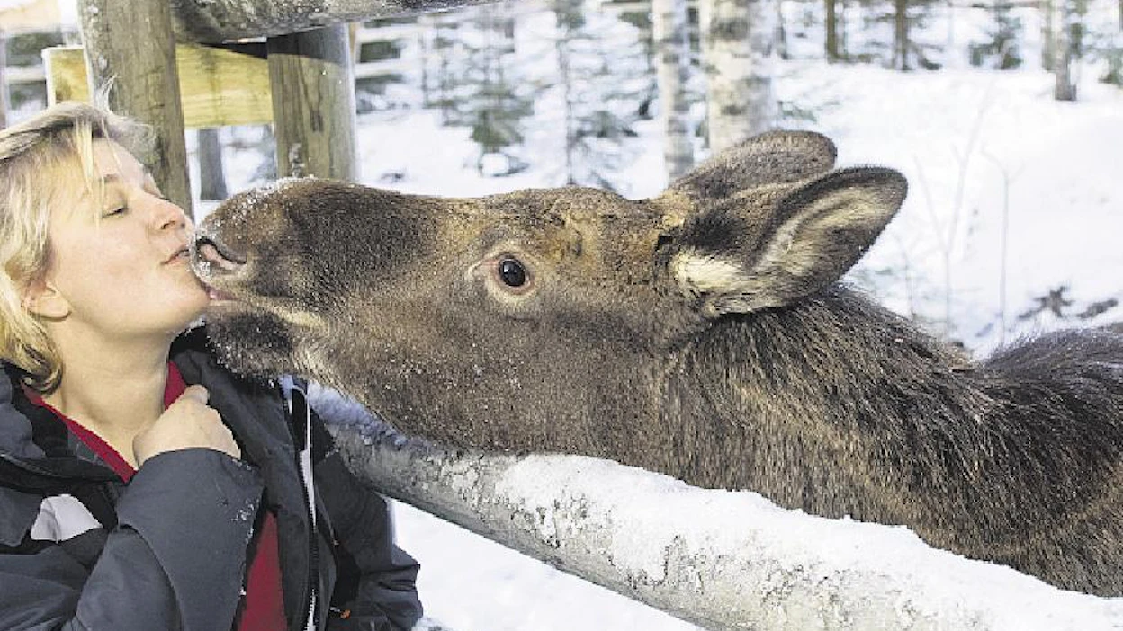 Susanna Partion hoidokit ovat Suomen ainoita yksityisomistuksessa olevia kesyhirviä. ”Aivan ihania tyttöjä nämä ovat!” Partio toteaa hellyydenkipeästä Helenasta ja tämän Annikki-toverista. Osa tarhasta on valaistu, mutta osa jää pimeäksi piilopaikaksi hirville. Antti Savolainen
