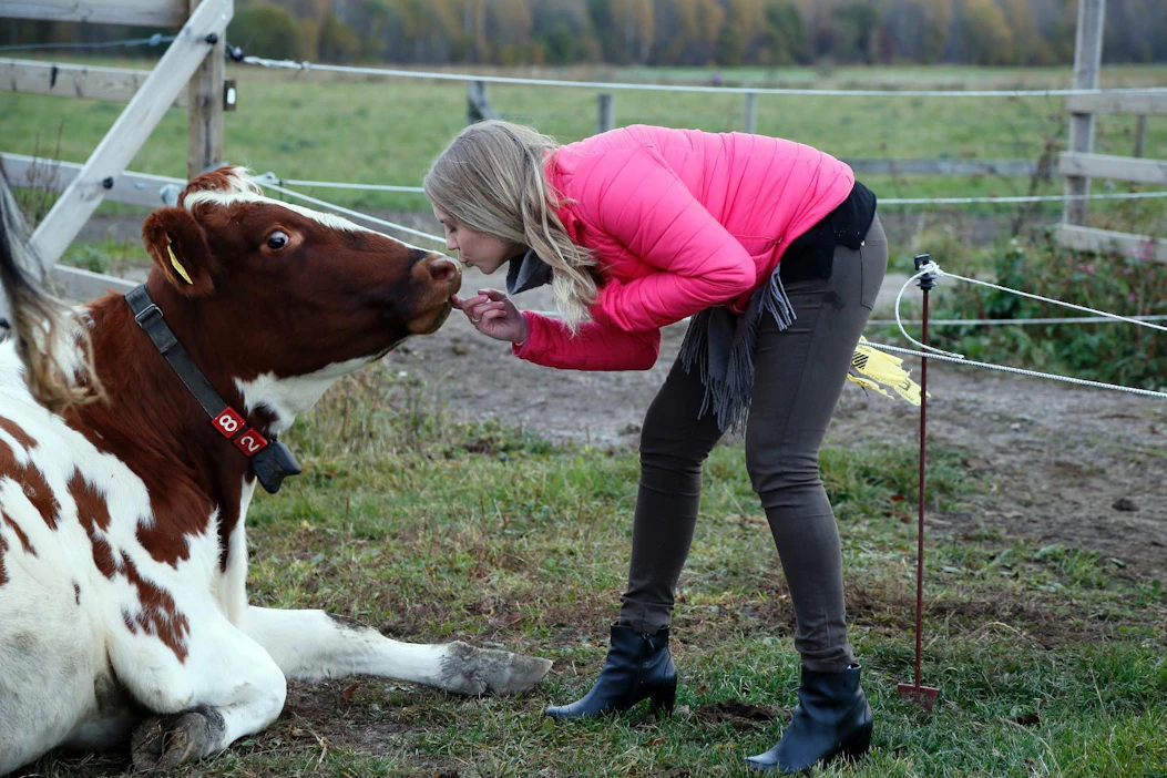Kaupunkilaistytöksi itseään kuvaileva Diana Selkälä on Maatalous-metsäylioppilaiden liiton puheenjohtaja. Maatalous-metsätieteellisen tiedekunnan koetilan lehmät ovat tulleet tutuksi opintojen myötä.