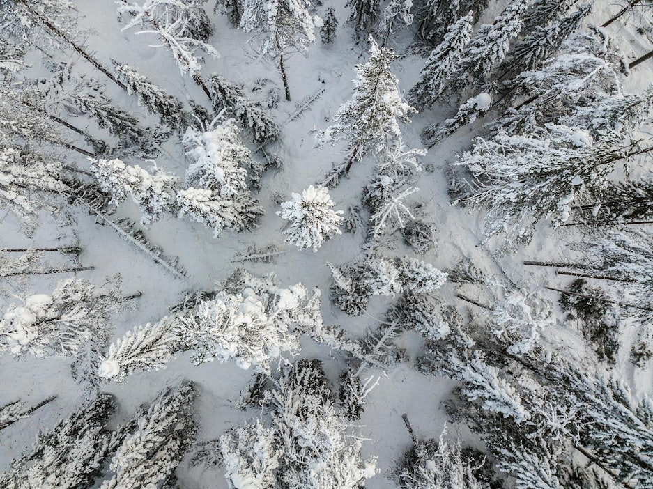 Katkenneet puunlatvat erottuvat kopterista otetuissa kuvissa.