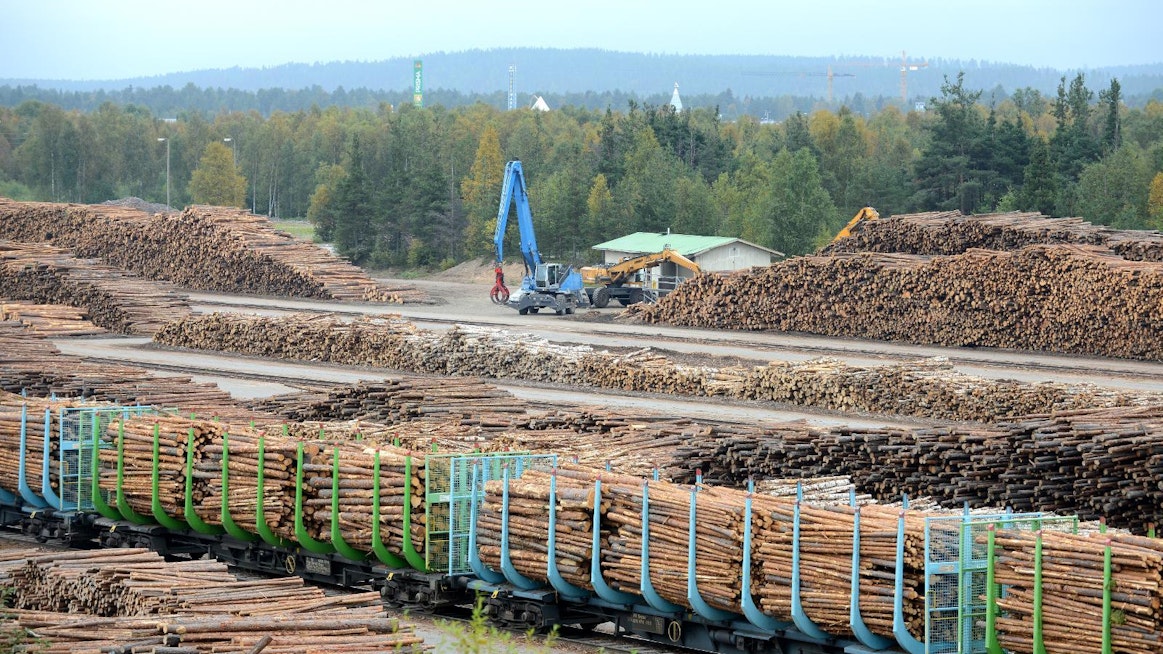 Metsähallitus yhtiöitetään. Puuvirtojen tuoman rahan päätyminen kansanedustajien taskuun askarruttaa lukijaa.