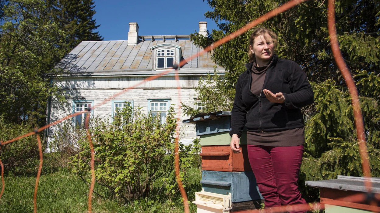 Katariina Hynnisellä on kuutisenkymmentä mehiläispesää eri puolilla Ilomantsia. Osa niistä on karhujenkin tiedossa. Lähimmät ovat oman talon takana.