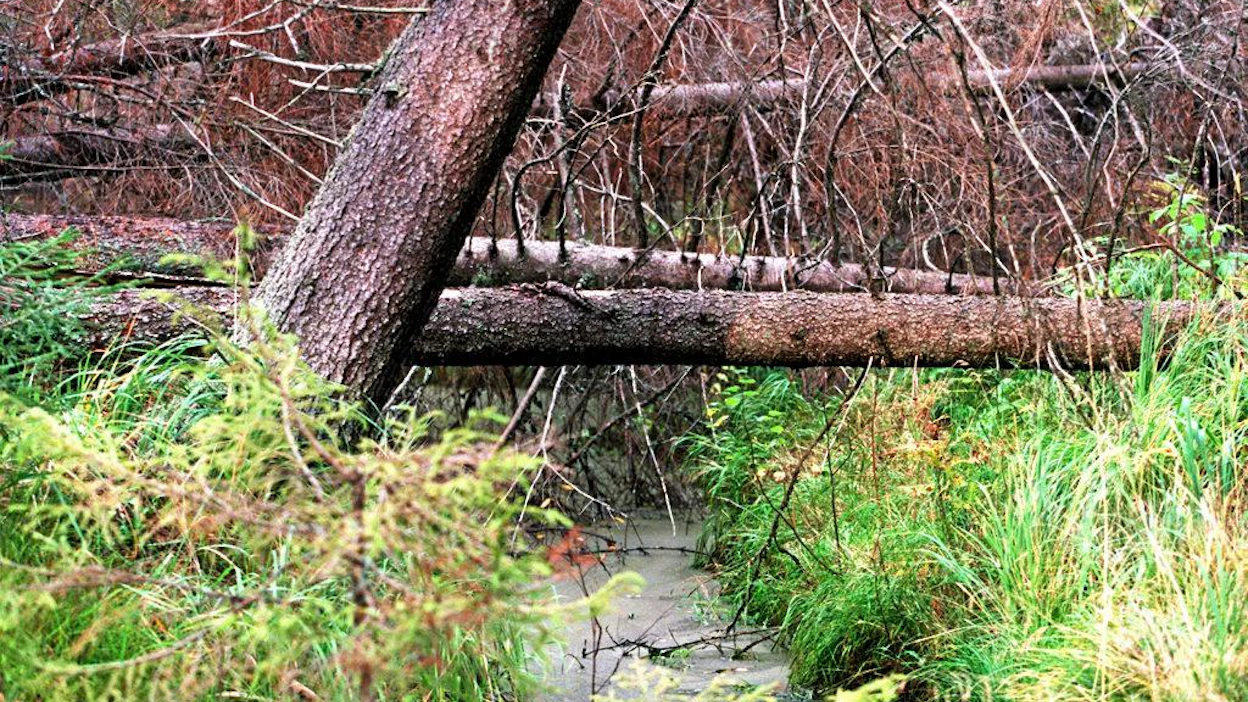 Metsähallituksen uudistuskohde; Metsähallitus ennallistaa kansallispuiston kokoista talousmetsää Eurajoella. Metsänhoidon jälkiä haudataan näkymättömiin kolhimalla, tulvittamalla ja polttamalla puustoa. Metsätyönjohtaja Kaarle Kanerva (metsurin kamppeet)kaulaa puita moottorisahalla, jotta ne kuolevat pystyyn; puistonjohtaja Erkki Virolainen (sininen paita, vihreä tuulipuvun takki) hyönteispyydysten vierellä.