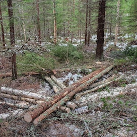 Metsänomistajat ovat myyneet alkuvuonna kuitupuuta yli kolmanneksen viimevuotista enemmän.