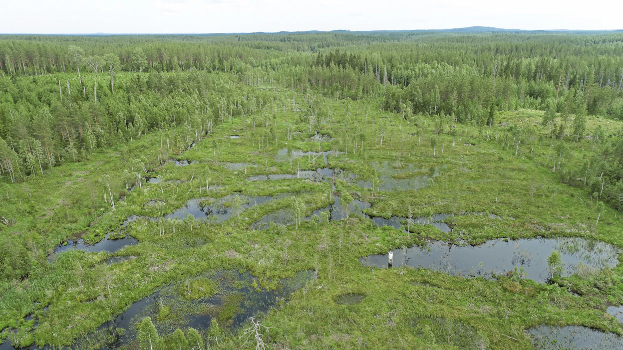 Metsätilojen hintojen nousu on jäänyt inflaation vauhdista, eli tilojen reaalihinnat ovat kääntyneet laskuun.