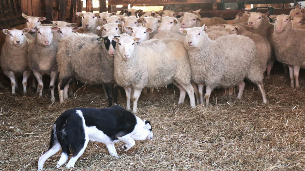 Sadun ohjaama paimenkoira bordercollie Callie pitää lampaille järjestystä niin lampolassa niitä ryhmiin jaettaessa kuin kesäisin laitumia vaihdettaessa.