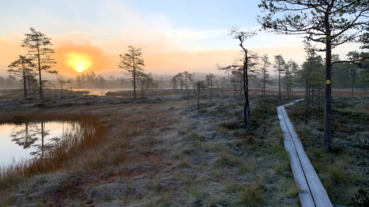 Ojittamattomat suot ovat päästöjen lähde siitä huolimatta, että ne ne kerryttävät hiiltä turpeeseen.