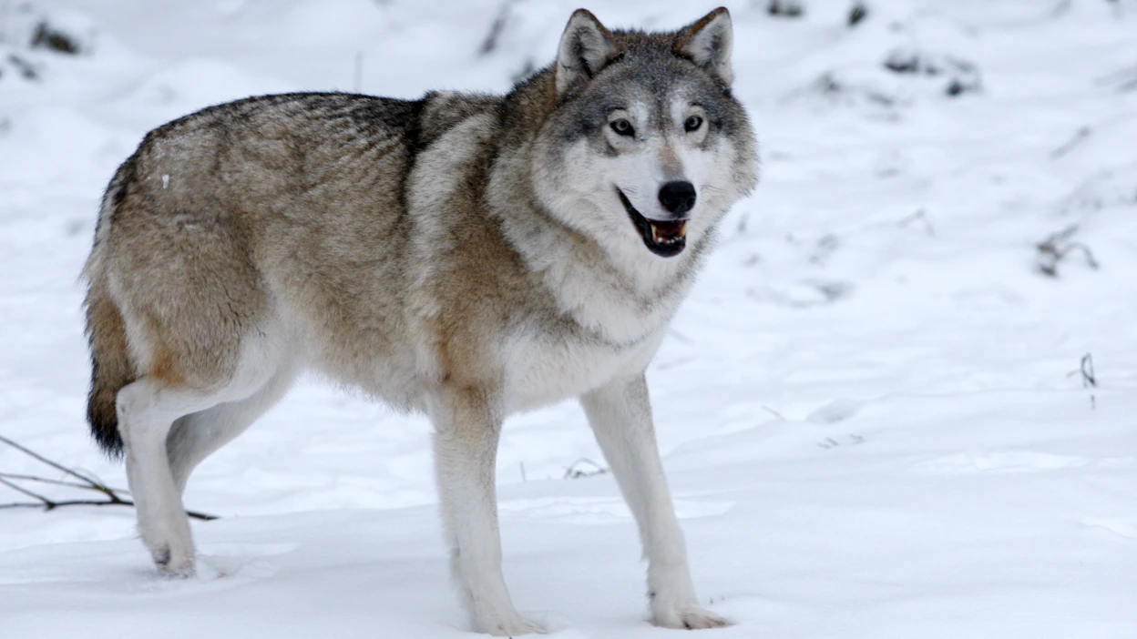 Asetuksilla määritellään lajien metsästyslupien suurin sallittu määrä poronhoitoalueen ulkopuolella.
