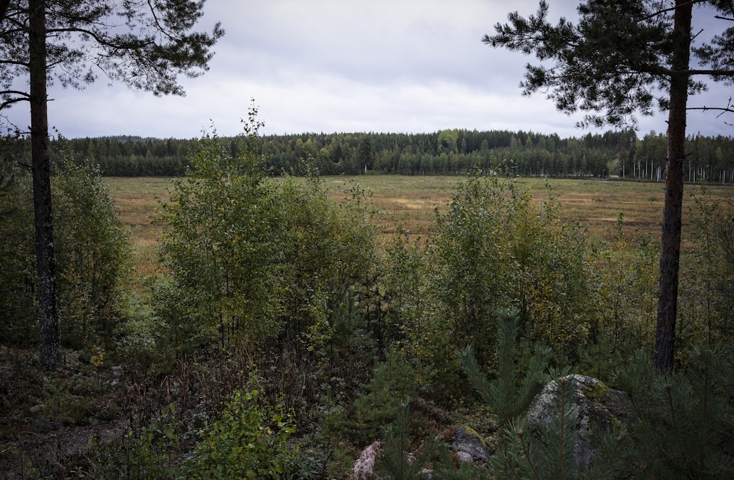 Suomen metsät ja suot ovat suomalaisten omaisuutta - MT Metsä - Maaseudun  Tulevaisuus