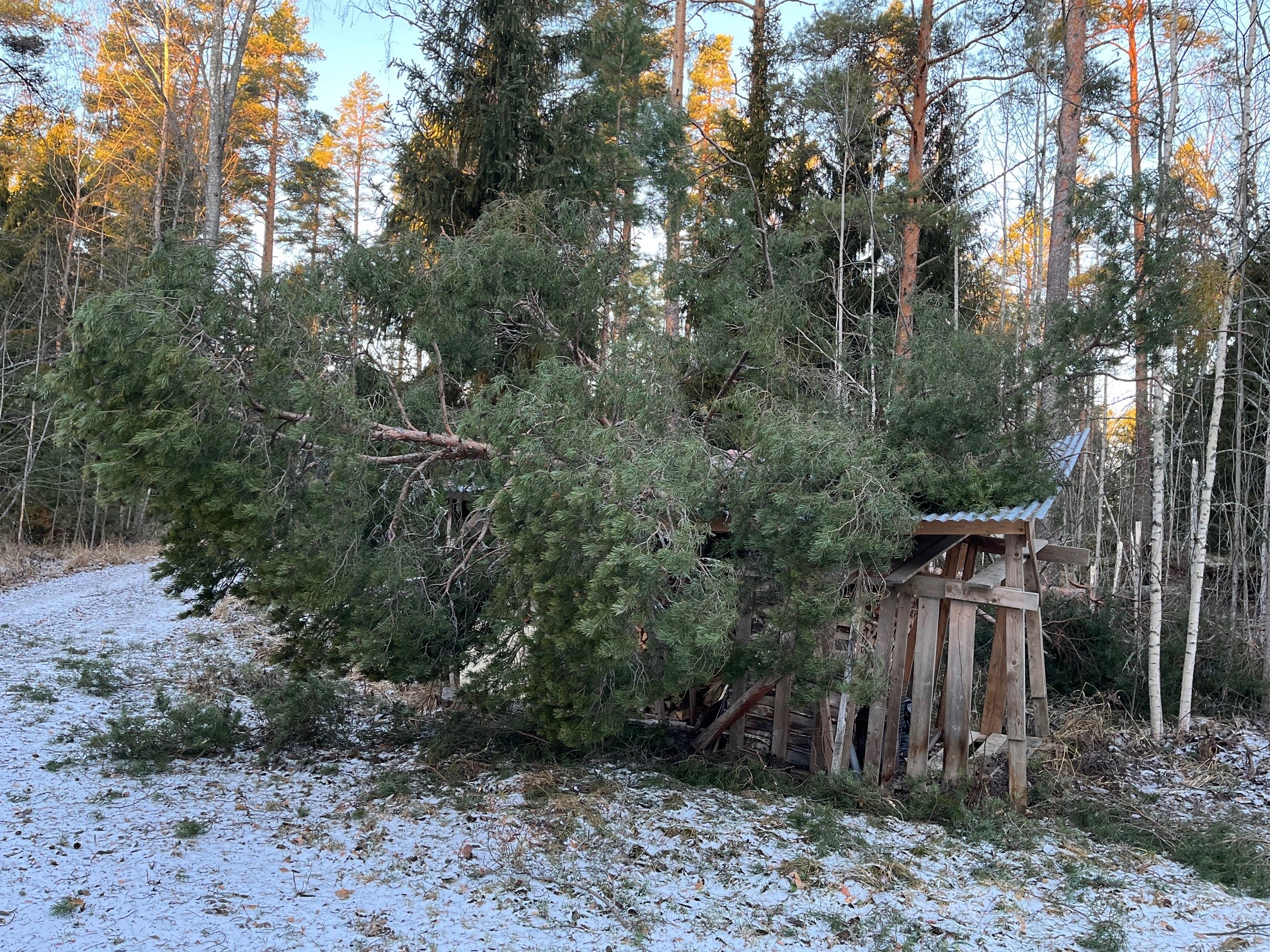 Hannes-myrsky kaatoi puita eri puolilla Suomea. 