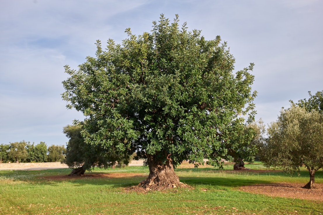 Hernekasveihin kuuluva johanneksenleipäpuu kasvaa Välimeren, Lähi-idän ja Pohjois-Afrikan alueilla.