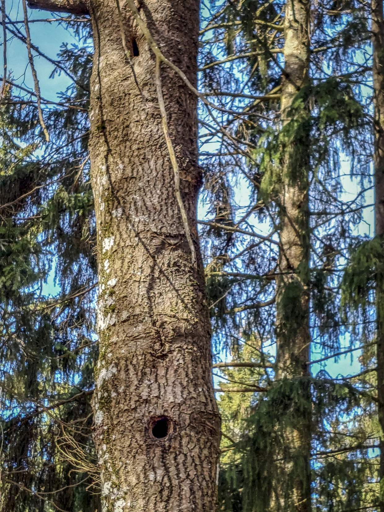 Järeät haavat ovat tärkeitä monille eri lajeille.