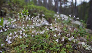 Luonnonarvokaupassa metsänomistaja myy yrityksille tai muille toimijoille tuottamiaan luontoarvoja. 