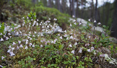 Luonnonarvokaupassa metsänomistaja myy yrityksille tai muille toimijoille tuottamiaan luontoarvoja. 
