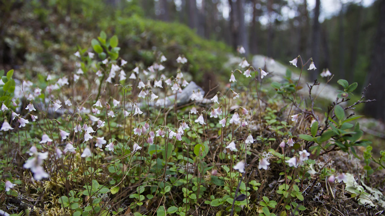 Luonnonarvokaupassa metsänomistaja myy yrityksille tai muille toimijoille tuottamiaan luontoarvoja.