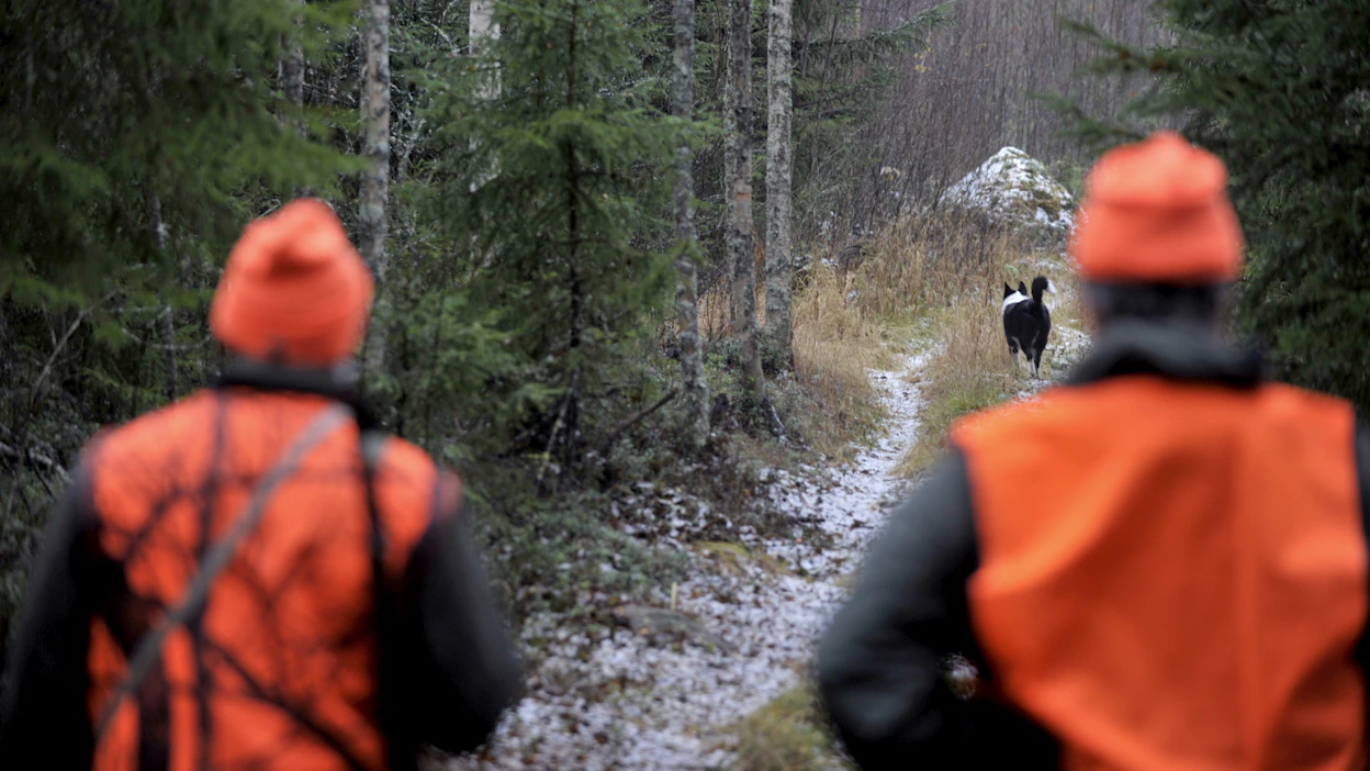 Hirvien väheneminen vaikuttaa osaltaan metsästäjien määrään Ruotsissa. Kuvituskuva.