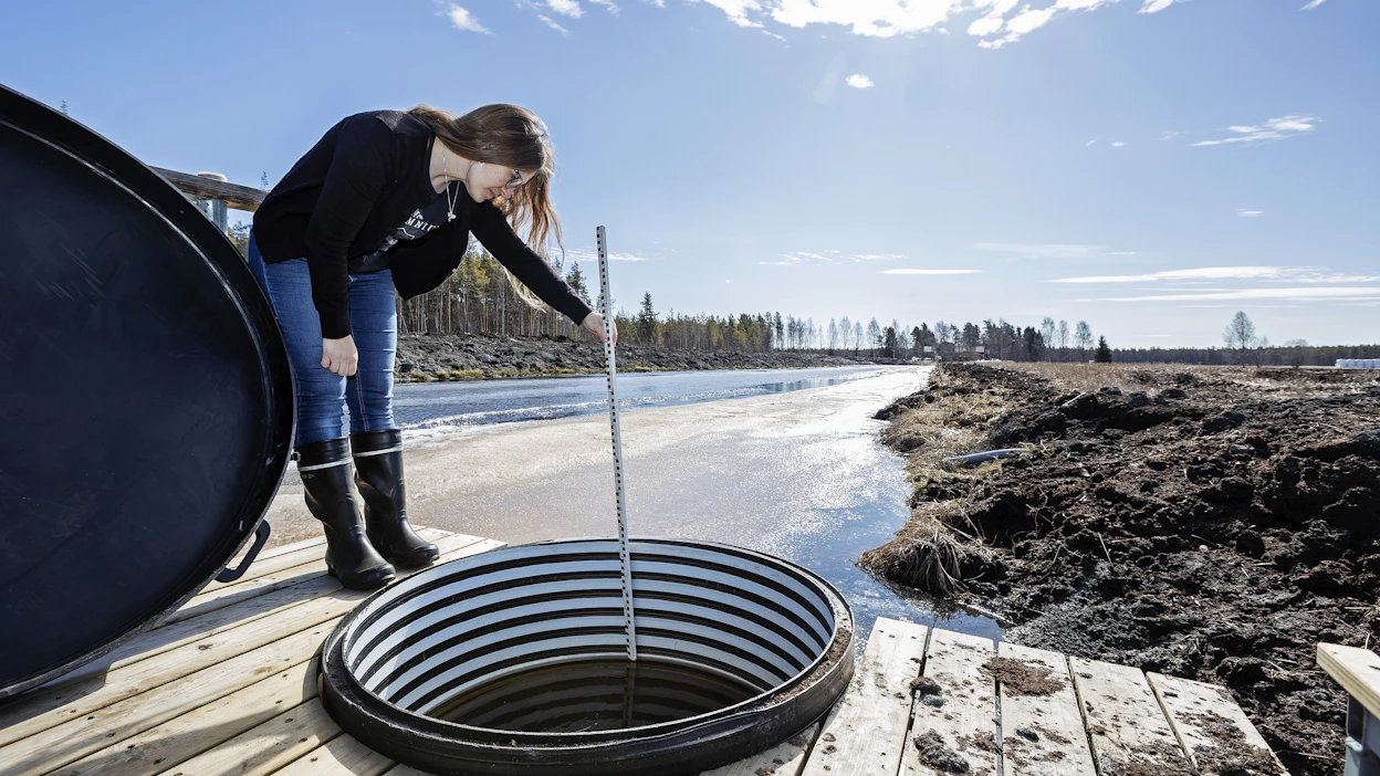 Luonnonvarakeskuksen tutkija Maarit Liimatainen mittaa kastelujärjestelmän syöttökaivon vedenpinnan korkeutta Ruukissa.