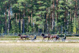 Nyt valjaissa olevat nuoret hevoset ovat saaneet koulutusta jo reilun vuoden verran. Ne ovat käytännössä kisavalmiita, ja tosikoitokset niillä ensi vuonna alkavatkin. Treenilenkiltä palaavat tallin oma kasvatti Let´s Go Boys, Tarantella Attack ja  Lau Rint Rosa.
