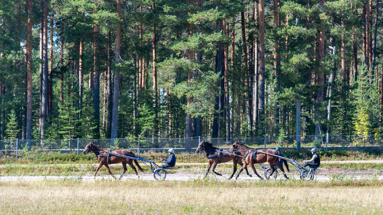 Nyt valjaissa olevat nuoret hevoset ovat saaneet koulutusta jo reilun vuoden verran. Ne ovat käytännössä kisavalmiita, ja tosikoitokset niillä ensi vuonna alkavatkin. Treenilenkiltä palaavat tallin oma kasvatti Let´s Go Boys, Tarantella Attack ja Lau Rint Rosa.