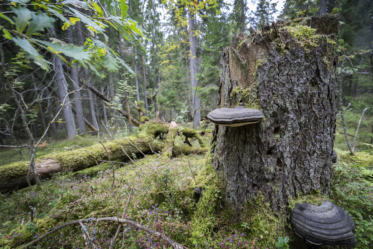 Monimuotoisuus-mallissa lisättäisiin voimakkaasti suojelualueita ja jatkuvaa kasvatusta. Maisemat eivät muuttuisi merkittävästi. Puuston kasvu olisi 19 prosenttia pienempi kuin nykymetsätalous-mallissa.