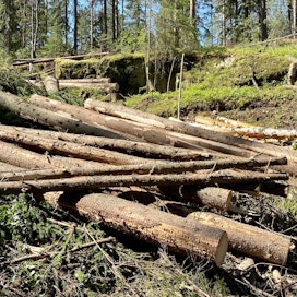 Metsänomistajat myivät kesäkuun viimeisellä viikolla Metsäteollisuus ry:n jäsenille 1,2 miljoonaa kuutiometriä puuta. 