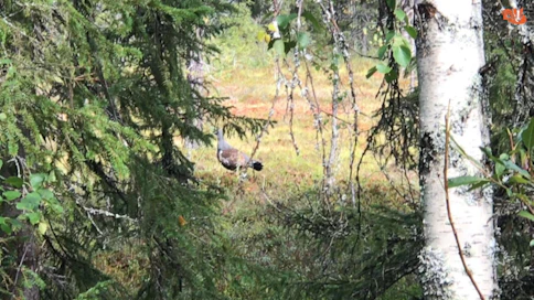 Lintukannat ovat olleet monella alueella laskentojen mukaan elpymään päin.