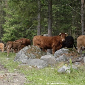 Karjan laiduntamiseen perinnebiotooppialueilla voi hakea ympäristötuen erityistukisopimusta. Esimerkiksi metsälaidun täyttää tuen edellytykset. Hakuaikaa on jäljellä vielä maanantaihin asti. Jaana Kankaanpää