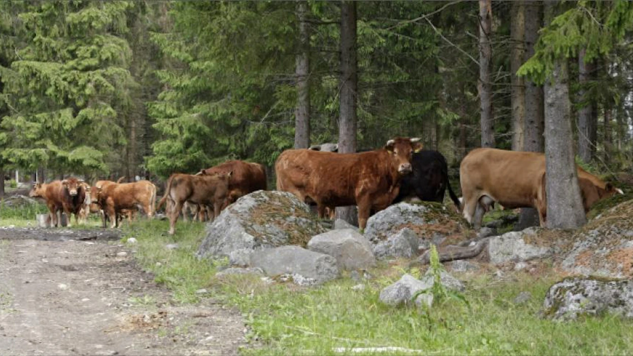 Karjan laiduntamiseen perinnebiotooppialueilla voi hakea ympäristötuen erityistukisopimusta. Esimerkiksi metsälaidun täyttää tuen edellytykset. Hakuaikaa on jäljellä vielä maanantaihin asti. Jaana Kankaanpää