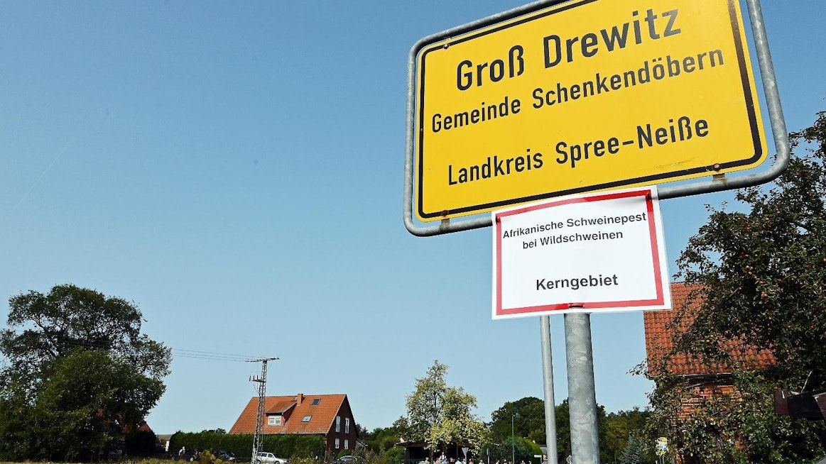 Saksa on eristänyt sikaruton löytöpaikan Gross Drewitzin kylän liepeillä lähellä Puolan rajaa. Kyltissä lukee &quot;Villisiasta löytyneen afrikkalaisen sikaruton ydinalue&quot;.