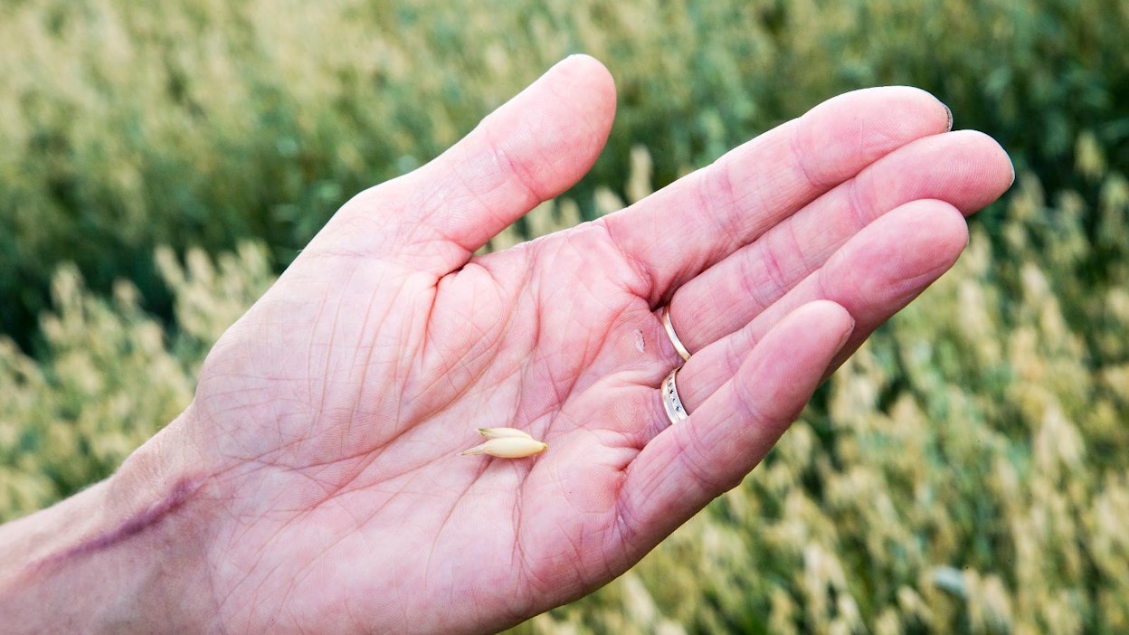 Luomukaurapula saattaa jäädä tänä vuonna taakse.