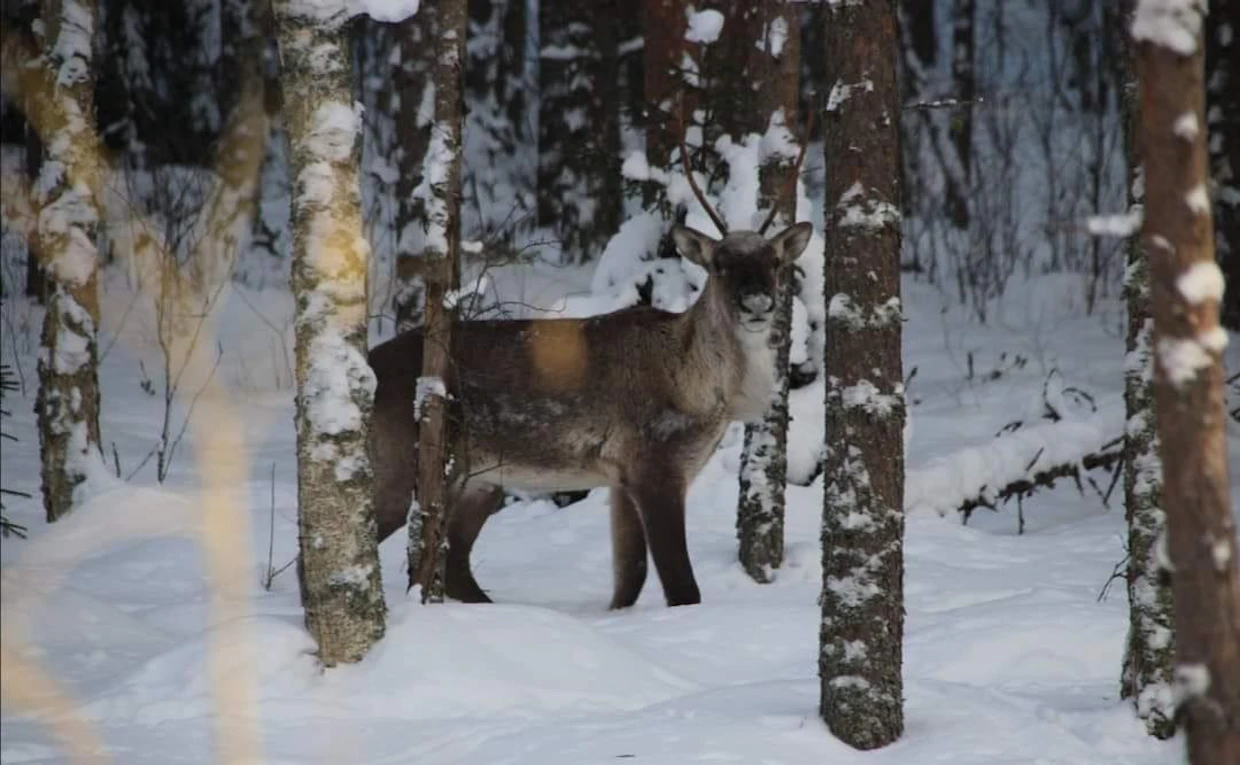Riistanhoitoyhdistyksen toiminnanohjaaja on päässyt välillä melko lähelle yksittäisiä metsäpeuroja. Kuva on otettu puhelimella noin kymmenen metrin etäisyydeltä.