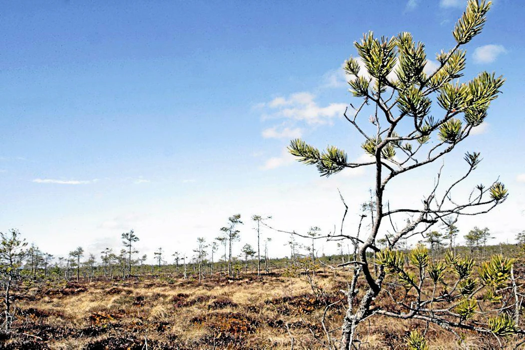 Risnäsmossen suo Övermarkissa. Alueen maanomistajien vapaaehtoisesti suojelema suo saattaa päätyä valtiolle ympäristökeskuksen lunastuksella.
luonnonsuojelu luonto Kevät
luonnonsuojelu luonto Kevät