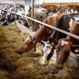 Jälkitilit huomioiden maidon tuottajahinnan ennustetaan kotimaassa nousevan.