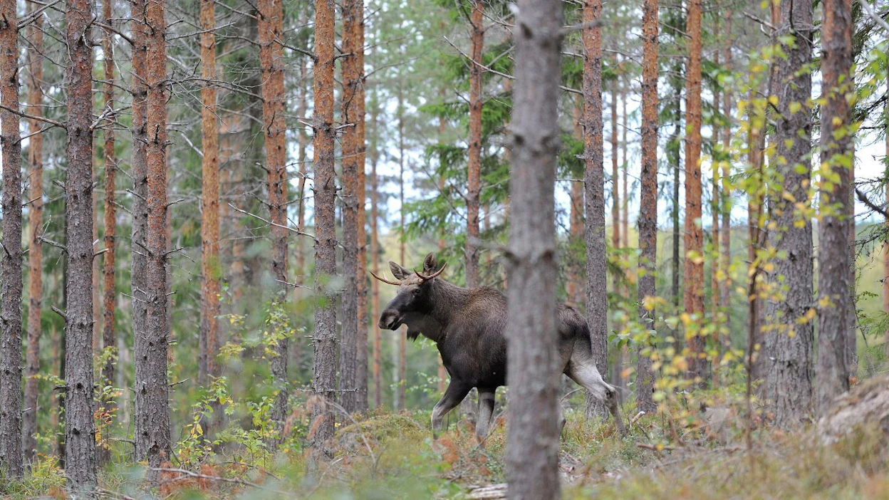 Ylisuuri hirvikanta ei ole metsästäjien syytä, kirjoittaa MT:n lukija mielipidekirjoituksessaan.